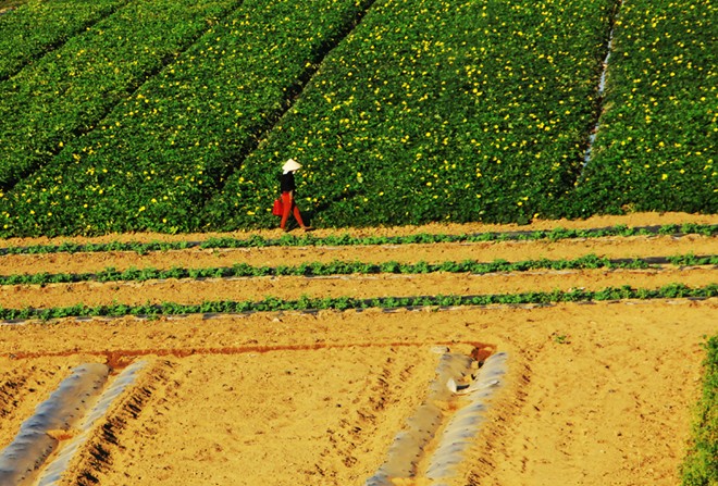 Nét thanh bình của miền quê Phú Yên trong "Tôi thấy hoa vàng trên cỏ xanh"